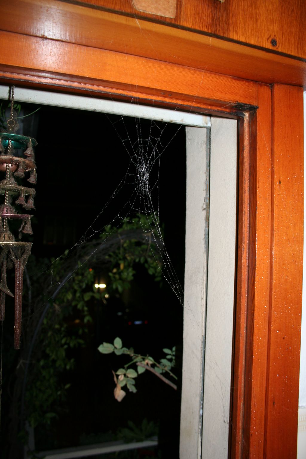 Araneus sp. (A. circe o A. angulatus) gestione uova e madre